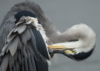 <i class='fa fa-user'></i>&nbsp;Wilfried Solarz&nbsp;|   Blauwe Reiger&nbsp; <i class='fa fa-eye'>&nbsp;303</i> &nbsp;<i class='fa fa-thumbs-up'>&nbsp;2</i> &nbsp; <i class='fa fa-comment-o'>&nbsp;8</i>