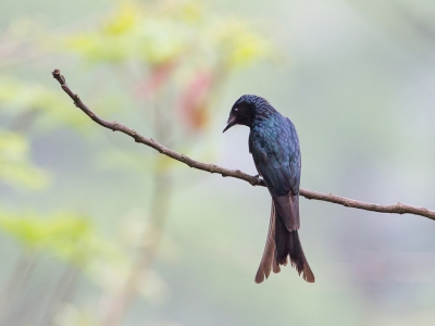 <i class='fa fa-user'></i>&nbsp;Paul van Giersbergen&nbsp;|   Bronsdrongo&nbsp; <i class='fa fa-eye'>&nbsp;280</i> &nbsp; <i class='fa fa-comment-o'>&nbsp;0</i>