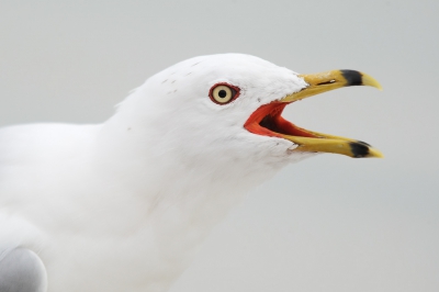 <i class='fa fa-user'></i>&nbsp;Wilfred Marissen&nbsp;|   Ringsnavelmeeuw&nbsp; <i class='fa fa-eye'>&nbsp;345</i> &nbsp;<i class='fa fa-thumbs-up'>&nbsp;1</i> &nbsp; <i class='fa fa-comment-o'>&nbsp;2</i>