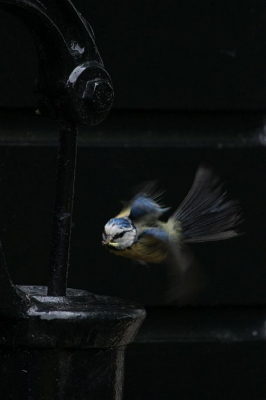 In een waterpomp had deze pimpelmees zo'n 6 jonkies. Hij kwam af en aanvliegen. Thuis zag ik dat deze opname precies op het goede moment genomen was.