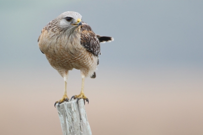 <i class='fa fa-user'></i>&nbsp;Wilfred Marissen&nbsp;|   Roodschouderbuizerd&nbsp; <i class='fa fa-eye'>&nbsp;313</i> &nbsp; <i class='fa fa-comment-o'>&nbsp;5</i>