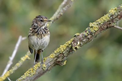 Bij het vogelscherm stond ik te wachten op een groepje Baardmannen die ik daar al eerder had gezien, toen deze juveniele Blauwborst niet ver van mij vandaan op een tak kwam zitten. De adult is een welbekend verschijnsel hier, dus leek mij het wel leuk om nu eens de juveniele versie te plaatsen. Vooral ook vanwege het verenkleed.