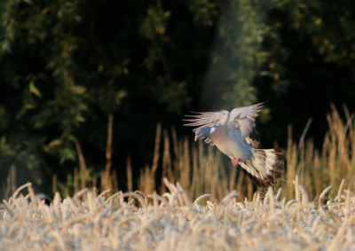 Deze mooie houtduif, is een van de vele duivensoorten die 'neerdaalde' in het graan