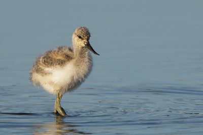 Dit jonge kluutje werd streng bewaakt door zijn ouders, wat ook nodig was met rovers zoals blauwe reiger en kraai op de loer.