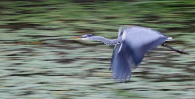 <i class='fa fa-user'></i>&nbsp;fransvanegmond&nbsp;|   Blauwe Reiger&nbsp; <i class='fa fa-eye'>&nbsp;369</i> &nbsp;<i class='fa fa-thumbs-up'>&nbsp;1</i> &nbsp; <i class='fa fa-comment-o'>&nbsp;3</i>