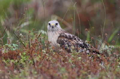 <i class='fa fa-user'></i>&nbsp;Wilfred Marissen&nbsp;|   Roodschouderbuizerd&nbsp; <i class='fa fa-eye'>&nbsp;387</i> &nbsp; <i class='fa fa-comment-o'>&nbsp;5</i>