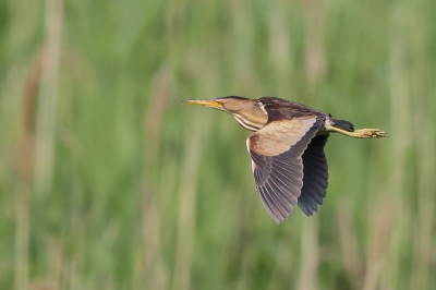 Een nieuw koppel Woudaapjes werd recent ontdekt in een nabijgelegen natuurgebied, dit is het vrouwtje ervan. Ondertussen is er ook een juveniel gespot, wat het vermoeden van een broedkoppel bevestigd.