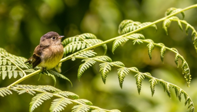 Endenische soort voor Costa Rica en West-Panama...klein vogeltje dat echter vaak vlakbij en vrij open EN op ooghoogte voor me ging zitten...goed benaderbaar...raar dat er zo weinig van deze soort te vinden zijn op de site...(is natuurlijk niet erg kleurrijk...dat is misschien een verklaring...)