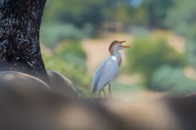 Op de Spaanse dehesa vlakten kom je dit soort Koereigers/schapencombi's  soms zo maar tegen.
Denk dat deze foto de sfeer van rust en stilte  enigzins  weergeeft.