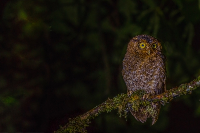 Dit is een uil die niet zo vaak gezien wordt in Costa Rica, maar toch is ie vrij algemeen als je weet war je moeten zoeken...De locatie waar ik hem vond is Rio Macho, vlakbij het Parque Nacional Tapanti...dit is een uilensoort die graag in het nevelwoud vertoeft...getuige de met kleine epifytjes beladen tak waar hij opzit...geeft een beetje de sfeer weer van het mysterieuze nevelwoud...