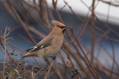 Bij deze de beste wensen voor 2006.

Op de valreep heb ik dit jaar nog een Pestvogel kunnen fotograferen. Er staan er al aardig wat op BP, maar ja dit is de eerste die ik zelf heb kunnen fotograferen. Het viel niet mee, donker weer en ze zaten bijna continu hoog in de bomen of in dichte bossages. Een keer vlogen ze naar de haven waar ze even laag gingen zitten en ik een serie foto's kon maken. Dit is de enig scherpe. Al met al ben ik erg blij met deze foto.

300/4.0 + 1.4x - f5.6 - 1/60sec - vanaf eenpootstatief
