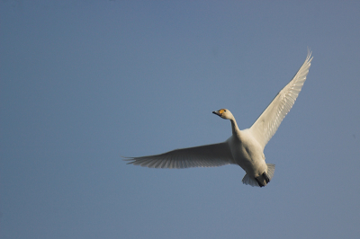 f5.6 - 1/1000sec - uit de hand