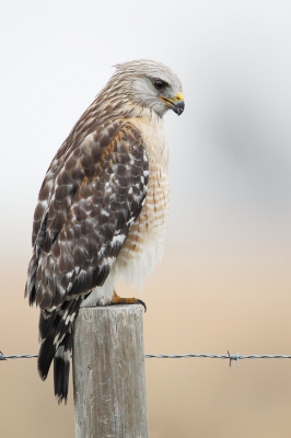 <i class='fa fa-user'></i>&nbsp;Wilfred Marissen&nbsp;|   Roodschouderbuizerd&nbsp; <i class='fa fa-eye'>&nbsp;394</i> &nbsp;<i class='fa fa-thumbs-up'>&nbsp;2</i> &nbsp; <i class='fa fa-comment-o'>&nbsp;5</i>