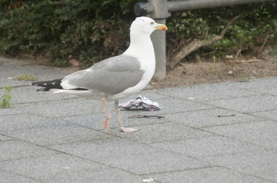 <i class='fa fa-user'></i>&nbsp;leo snellink&nbsp;|   Hybride Zilvermeeuw x Geelpootmeeuw&nbsp; <i class='fa fa-eye'>&nbsp;286</i> &nbsp; <i class='fa fa-comment-o'>&nbsp;3</i>