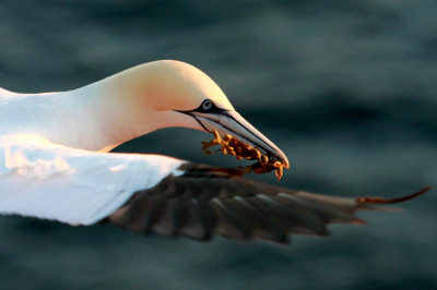 Op Helgoland meerdere avonden heerlijk vogels gekeken. Natuurlijk ook wat plaatjes geschoten bij ondergaande zon. Deze kwam vlak voor de zon onder was nog even sierlijk voorbij met de avondgloed van voren.