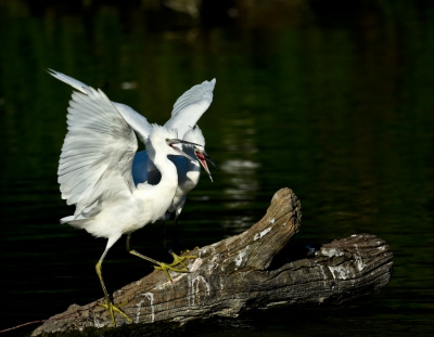 <i class='fa fa-user'></i>&nbsp;Marion de Jong&nbsp;|   Kleine Zilverreiger&nbsp; <i class='fa fa-eye'>&nbsp;264</i> &nbsp; <i class='fa fa-comment-o'>&nbsp;1</i>