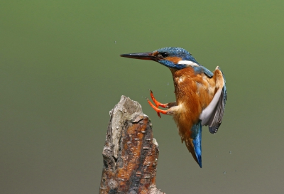 <i class='fa fa-user'></i>&nbsp;Gejo Wassink&nbsp;|   IJsvogel&nbsp; <i class='fa fa-eye'>&nbsp;805</i> &nbsp;<i class='fa fa-thumbs-up'>&nbsp;12</i> &nbsp; <i class='fa fa-comment-o'>&nbsp;19</i>