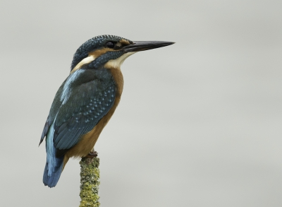 Even geduld en ja hoor daar kwam de ijsvogel te voorschijn, hij ging op vier verschillende takjes zitten en weg was hij. Maar ik was meer dan tevreden.