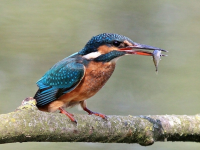 We hebben er drie uur op moeten wachten, maar plotseling kwam ze aanvliegen en ging ze op het takje zitten, een visje vangen en op het takje opeten.