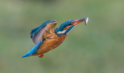 <i class='fa fa-user'></i>&nbsp;pietwil&nbsp;|   IJsvogel&nbsp; <i class='fa fa-eye'>&nbsp;608</i> &nbsp;<i class='fa fa-thumbs-up'>&nbsp;17</i> &nbsp; <i class='fa fa-comment-o'>&nbsp;16</i>