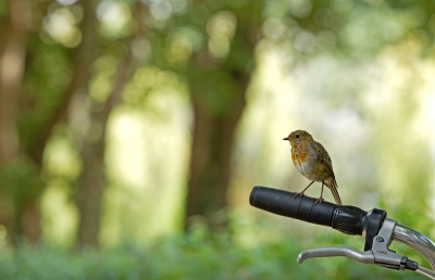 In de vakantie een klein projectje opgezet. "Vogels om de tent". Vervolg op Vogels in mijn wijk.
Dit roodborstje hipte soms onder je stoel om de gemorste broodkruimels op te ruimen. Deze opruimactie strekte zich ook uit tot in de tent. Handig zo'n vakantiehulpje...