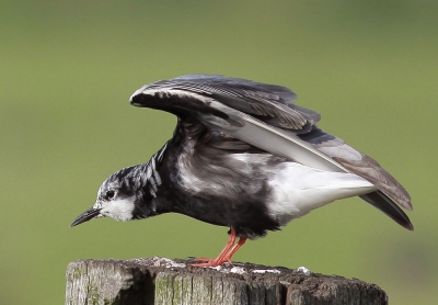 Deze oudervogel blaast even uit op zijn vaste paal na het urenlang voeren van zijn twee jongen met insecten en kikkervisjes. Deze jongen kunnen inmiddels al behoorlijk vliegen. Foto gemaakt in de avonduren met avondlicht in de rug.