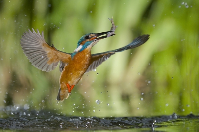 <i class='fa fa-user'></i>&nbsp;Corn� van Oosterhout&nbsp;|   IJsvogel&nbsp; <i class='fa fa-eye'>&nbsp;579</i> &nbsp;<i class='fa fa-thumbs-up'>&nbsp;16</i> &nbsp; <i class='fa fa-comment-o'>&nbsp;14</i>