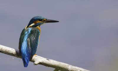 Deze ijsvogel kwam zo'n 5 minuten voor mijn lens, dit was me (kraaijenbergse plassen) nog niet gelukt in dit gebied.