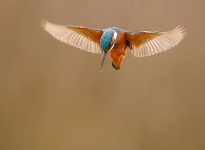 Nog eentje uit de serie vliegende ijsvogels. Deze zo'n beetje biddend vlak voor de duik
