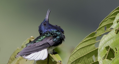 Deze kolibrie, de Witnekkolibrie is vrij algemeen in Costa Rica...gefotografeerd aan een plek waar ze suikerfeeders hebben hangen, en waar er dus altijd wel enkelen rondhangen en goed te benaderen en fotograferen zijn...tenminsten als ze stilzitten...dit individu nam wel een erg eigenaardige pose aan...het leek wel of hij aan het zonnebaden was...