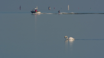 Er kwam niet zo heel veel op mijn pad vanmorgen. Ik zag wel wat in dit tafereel, de rust van de knobbelzwaan in zijn element en de contrasterende bezigheden van de mens op het water.