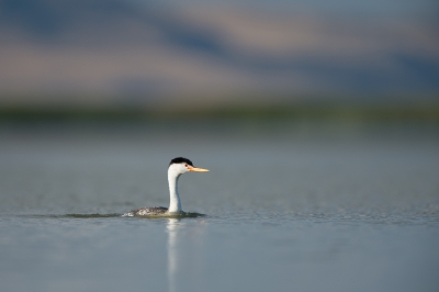 <i class='fa fa-user'></i>&nbsp;Hans Overduin&nbsp;|   Clarks Fuut&nbsp; <i class='fa fa-eye'>&nbsp;442</i> &nbsp;<i class='fa fa-thumbs-up'>&nbsp;3</i> &nbsp; <i class='fa fa-comment-o'>&nbsp;9</i>