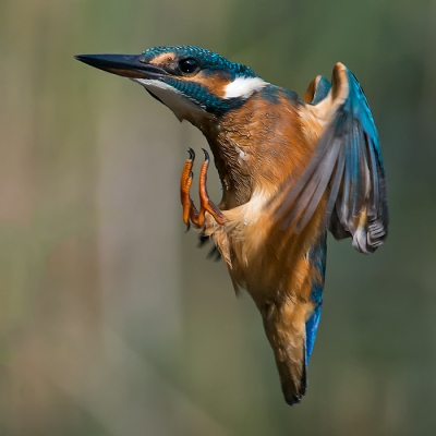 Het ijsvogeltje is regelmatig bij de parkeerplaats van de vogelplas de Starrevaart te zien. Deze manoeuvre heb ik nog niet eerder vast kunnen leggen.