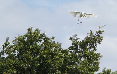 Terwijl ik de koereigers in de boom aan het fotograferen was, zette een grote zilverreiger net de landing in.
Er was even dikke paniek. Een aantal zwarte wouwen was in aantocht. Maar zijn die dan een bedreiging?