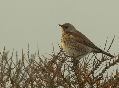 Tussen de buien door kunnen nemen in de duinen van Castricum