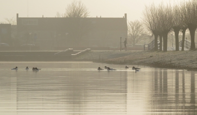 <i class='fa fa-user'></i>&nbsp;sieb&nbsp;|   Grote Zaagbek&nbsp; <i class='fa fa-eye'>&nbsp;256</i> &nbsp; <i class='fa fa-comment-o'>&nbsp;10</i>