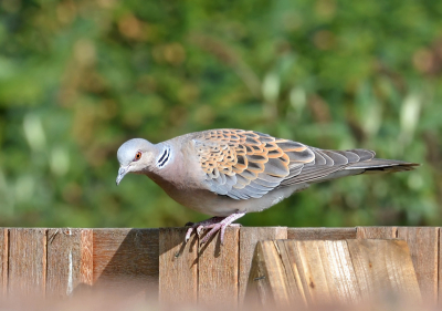 Onverwachts een andere tortel in de tuin met prachtig weer.
Ging fraai op de schutting zitten.