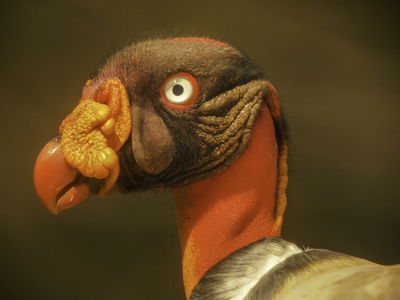 Deze Koningsgier werd gefotografeerd in de schuilhut van Laguna de Lagarto Lodge in Costa Rica...een absolute unieke ervaring om oog in oog te staan met deze spectaculaire soort, die je  normaal gezien enkel hoog zwevend in de lucht ziet...meer info: zie www.aratinga-tours.com