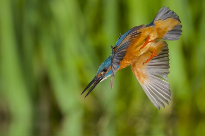 <i class='fa fa-user'></i>&nbsp;Corn� van Oosterhout&nbsp;|   IJsvogel&nbsp; <i class='fa fa-eye'>&nbsp;598</i> &nbsp;<i class='fa fa-thumbs-up'>&nbsp;12</i> &nbsp; <i class='fa fa-comment-o'>&nbsp;11</i>