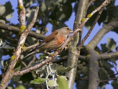 Er vloog ge heel de avond al een groep met kneu vogels over de camping. Na enig geduld deze op de foto weten te zetten.