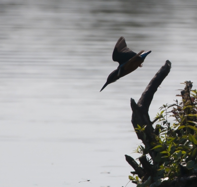 Een variant uitsnede met de vogel rechts van het midden.