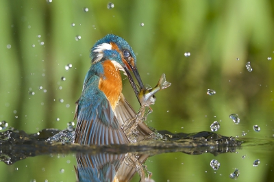 <i class='fa fa-user'></i>&nbsp;Corn� van Oosterhout&nbsp;|   IJsvogel&nbsp; <i class='fa fa-eye'>&nbsp;830</i> &nbsp;<i class='fa fa-thumbs-up'>&nbsp;17</i> &nbsp; <i class='fa fa-comment-o'>&nbsp;14</i>