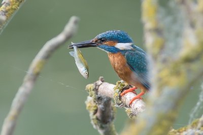 Nu de ijsvogels weer voorbij komen ook een paar van mij. Hoewel niet helemaal vrij kan ik van deze plaat genieten.