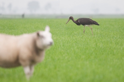 De soort die al een aantal jaren op mijn verlanglijstje staat bleek erg dichtbij. In grote twijfel om te gaan of niet vanwege het minne weer, toch het bewuste weiland op gezocht.
In Groningen bleek het lichter te zijn dan thuis, dat was mooi. 
Geweldige vogel die mooi fourangeert langs een drukke 60 weg. De schapen schonken geen aandacht aan deze fraaie steltloper.

Gr Albert.