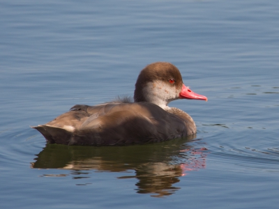 Deze mooie krooneend zwom in de haven van Muiderzand, waar wij lagen afgemeerd tijdens onze vakantie. Zelf had ik nooit eerder zo'n eend gezien en was er van onder de indruk dus heb deze op de foto vastgelegd met dit als resultaat.