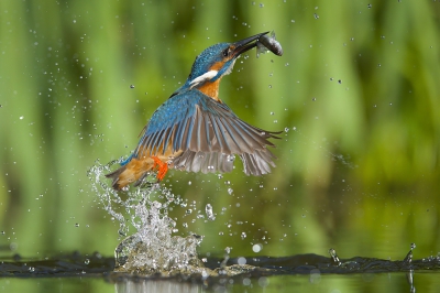 <i class='fa fa-user'></i>&nbsp;Corn� van Oosterhout&nbsp;|   IJsvogel&nbsp; <i class='fa fa-eye'>&nbsp;605</i> &nbsp;<i class='fa fa-thumbs-up'>&nbsp;12</i> &nbsp; <i class='fa fa-comment-o'>&nbsp;9</i>