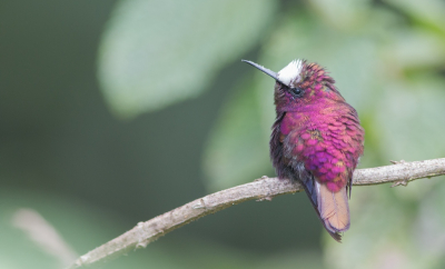 De Witkruinkolibrie is n van de meeste spectaculaire kolibriesoorten van Costa Rica...de mannetjes van deze piepkleine vogel hebben een bizarre kleurencombinatie van dieppaars met contrasterend parelwit petje...dit is een foto van een jong mannetje...getuige de kleine groene veertjes op rug en kop...