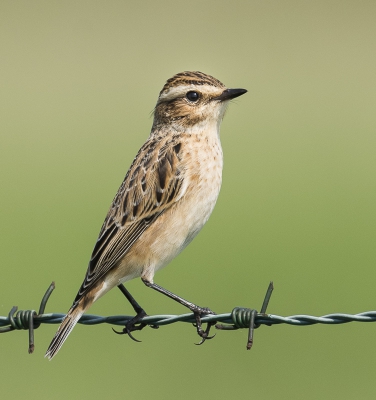 25 telde ik er, zo veel had ik er nog nooit bij elkaar gezien. Achter een camouflagenetje in mijn auto prachtig kunnen zien hoe ze insecten uit de lucht vangen. Een mooi middagje.