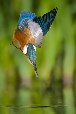 <i class='fa fa-user'></i>&nbsp;Corn� van Oosterhout&nbsp;|   IJsvogel&nbsp; <i class='fa fa-eye'>&nbsp;915</i> &nbsp;<i class='fa fa-thumbs-up'>&nbsp;13</i> &nbsp; <i class='fa fa-comment-o'>&nbsp;12</i>