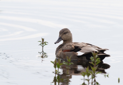 Foto van deze mannelijke krakeend is genomen op een bewolkte zondag ochtend aan het Beleven te Reusel.